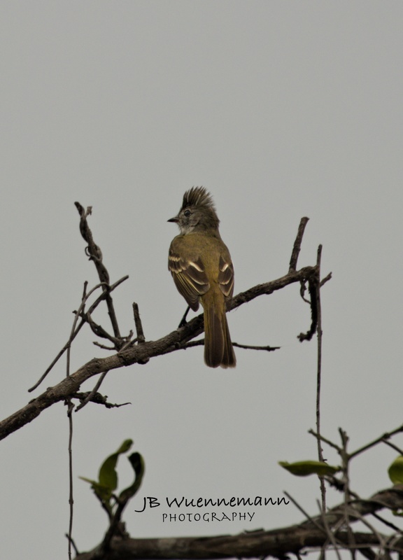 Yellow-bellied Elaenia.jpg