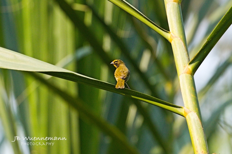 Yellow-faced Grassquit Male.jpg