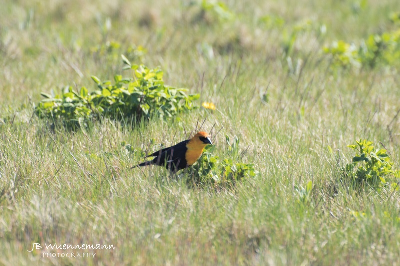Yellow-headed Blackbird Adult Male.jpg