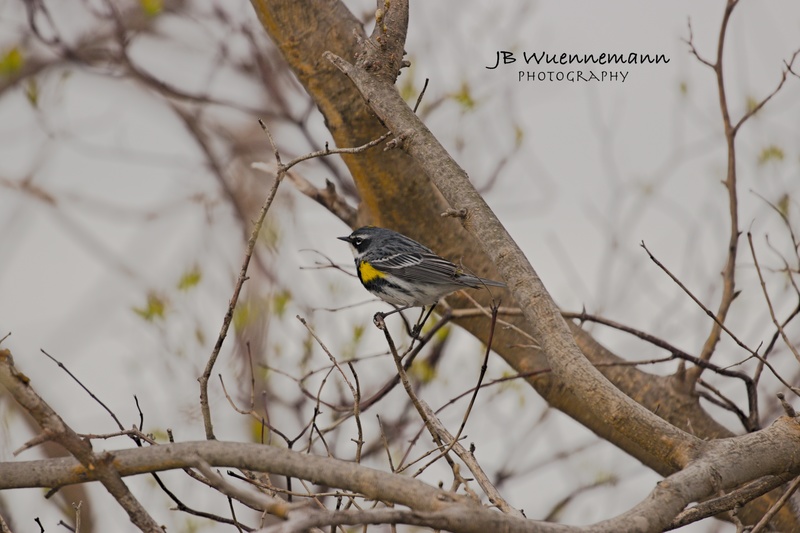 Yellow-rumped Warbler Male(1).jpg
