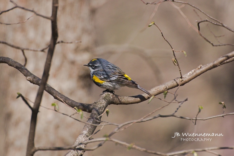 Yellow-rumped Warbler at Rocky Hollow Park.jpg