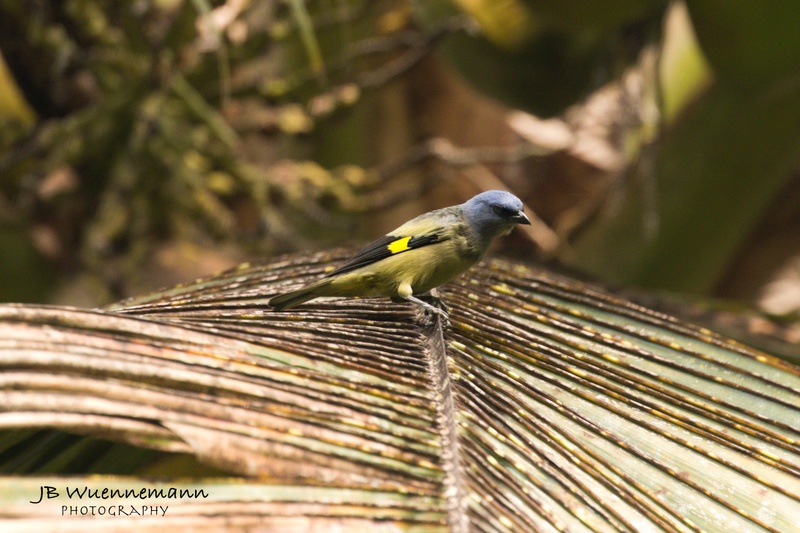 Yellow-winged Tanager.jpg