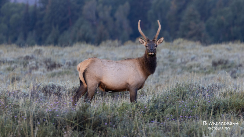 Young Bull Elk 2023.jpg