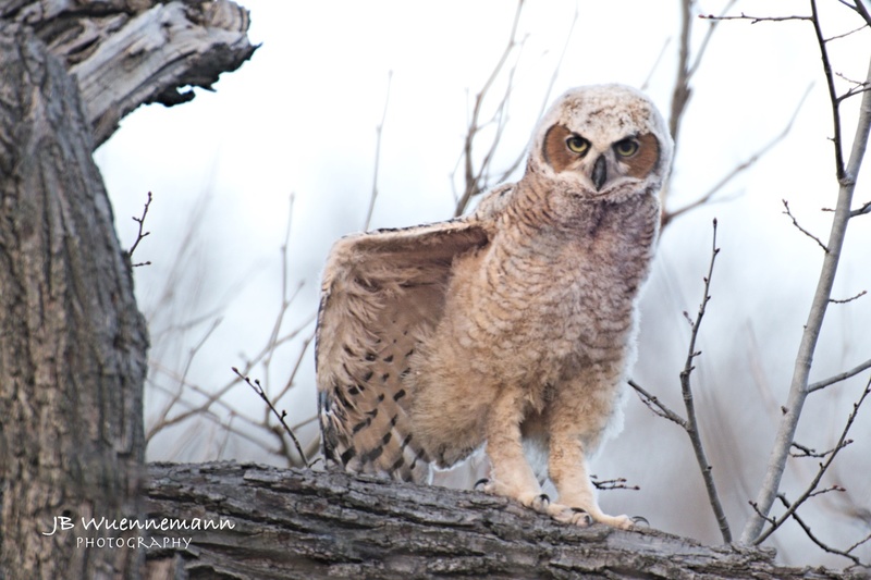 Young Great Horned Flexing Wing .jpg