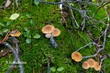 Mushrooms.jpg