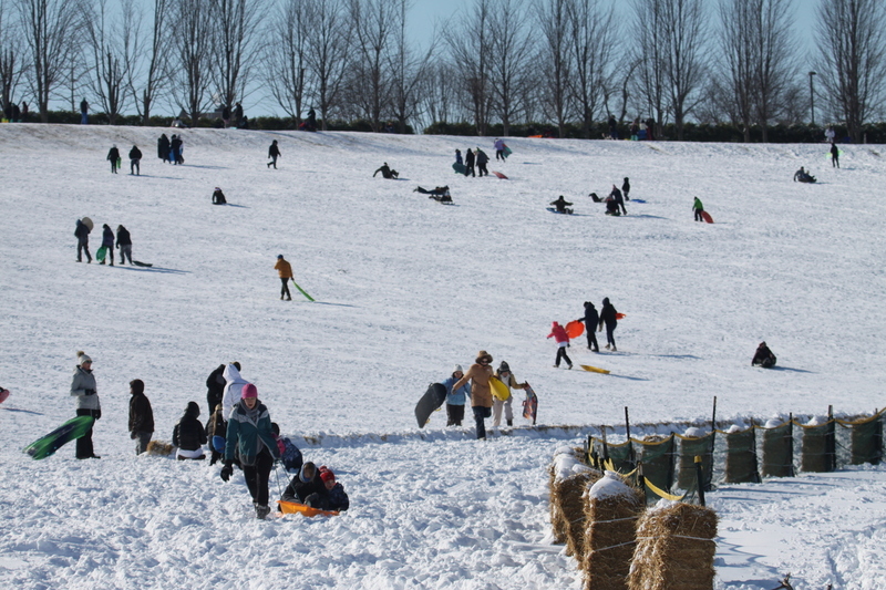 Sledding Art Hill 2026 XXXXI.jpg :: Sledding Forest Park-St. Louis, Missouri, USA at Norman K. Probstein Golf Course and Art Hill is a seasonal activity enjoyed for over a century. The first sledders used folding chairs after the 1904 World's Fair. Art Hill leads to the Grand Basin from the Art Museum in Forest Park the hillside had cascading falls and fountains that spilled into the Grand Basin which was used for gondolas. 01/26/2026 