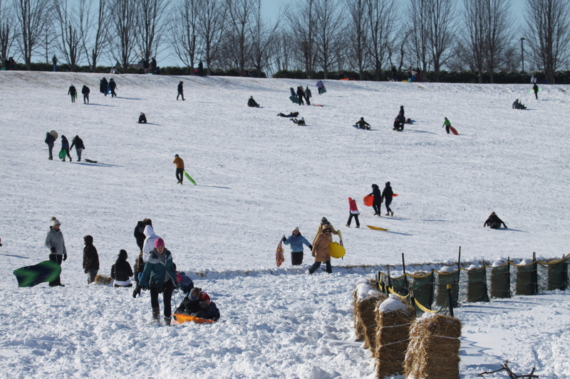 Sledding Art Hill 2026 XXXXII.jpg :: Sledding Forest Park-St. Louis, Missouri, USA at Norman K. Probstein Golf Course and Art Hill is a seasonal activity enjoyed for over a century. The first sledders used folding chairs after the 1904 World's Fair. Art Hill leads to the Grand Basin from the Art Museum in Forest Park the hillside had cascading falls and fountains that spilled into the Grand Basin which was used for gondolas. 01/26/2026 