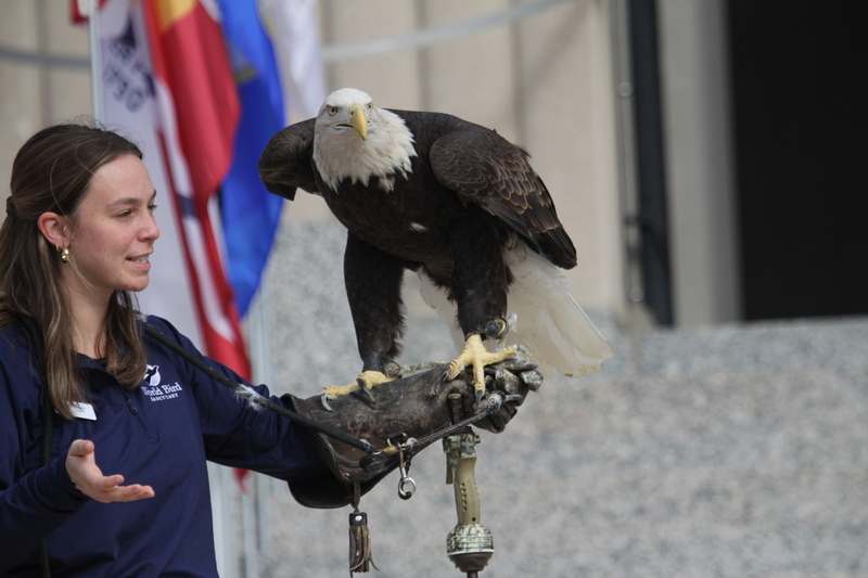 St Louis Veterans Day Parade 2025 XXVI.jpg :: St. Louis Veterans Day Parade 2025 in St. Louis, Missouri, USA at the Soldiers Memorial Military Museum in Downtown St. Louis on 1315 Chestnut, St. Louis, Missouri, USA. The parade route is on Market Street. The crowd gathered for the remembrance and honoring of our nations Veterans The parade is always blessed by the St. Louis area JROTC and bands from local High Schools. 