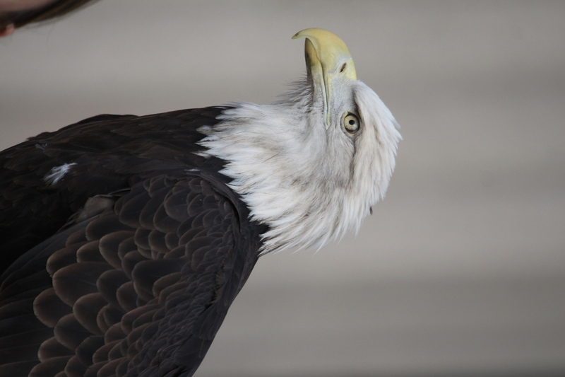 St Louis Veterans Day Parade 2025 XXVII.jpg :: St. Louis Veterans Day Parade 2025 in St. Louis, Missouri, USA at the Soldiers Memorial Military Museum in Downtown St. Louis on 1315 Chestnut, St. Louis, Missouri, USA. The parade route is on Market Street. The crowd gathered for the remembrance and honoring of our nations Veterans The parade is always blessed by the St. Louis area JROTC and bands from local High Schools. 