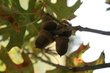 Acorns in Forest Park.jpg