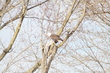 American Bald Eagle in Missouri.jpg