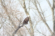 American Bald Eagle in Northern Missouri.jpg