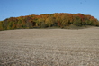 Autumn in Sheboygan Wisconsin 2020 I.jpg