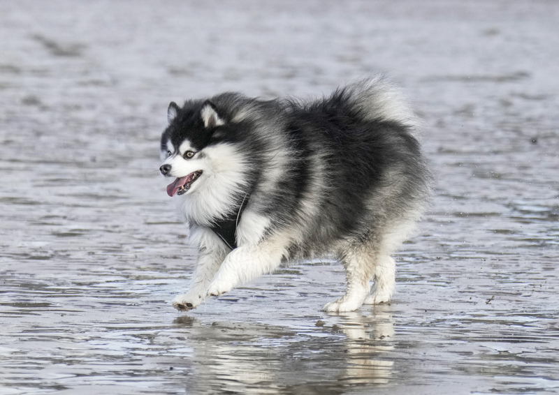 Dogs  Ogmore  001(1).jpg