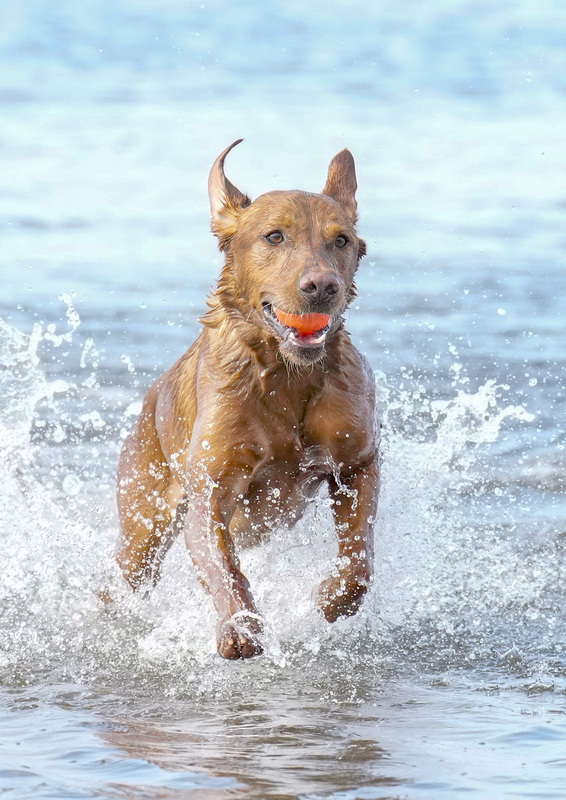 Dogs  Ogmore  001.jpg