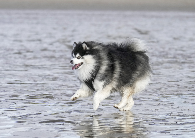 Dogs  Ogmore  002(1).jpg