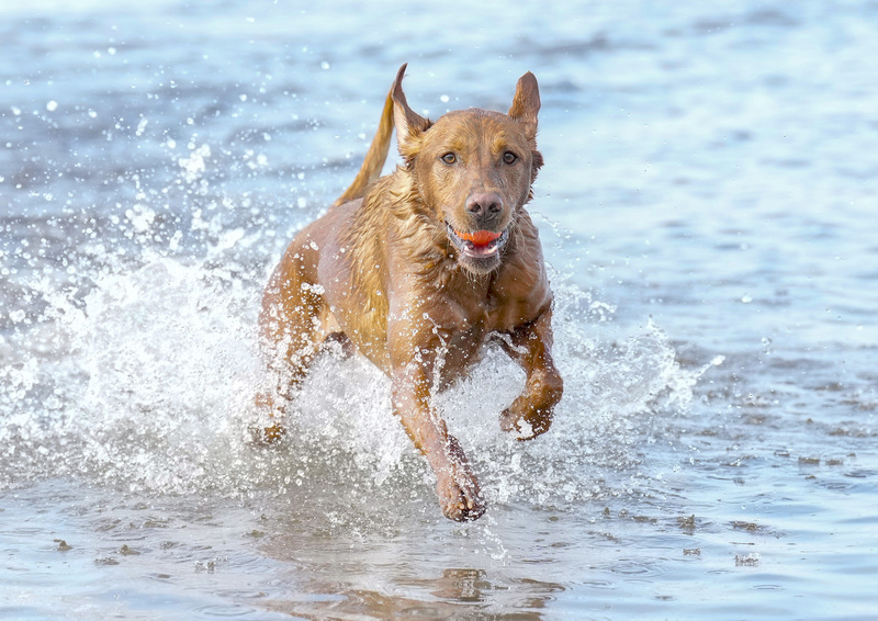 Dogs  Ogmore  002.jpg