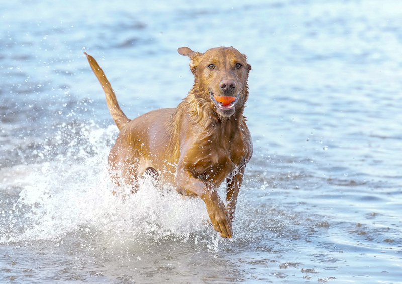 Dogs  Ogmore  003.jpg
