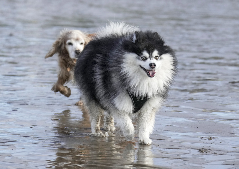 Dogs  Ogmore  004(1).jpg