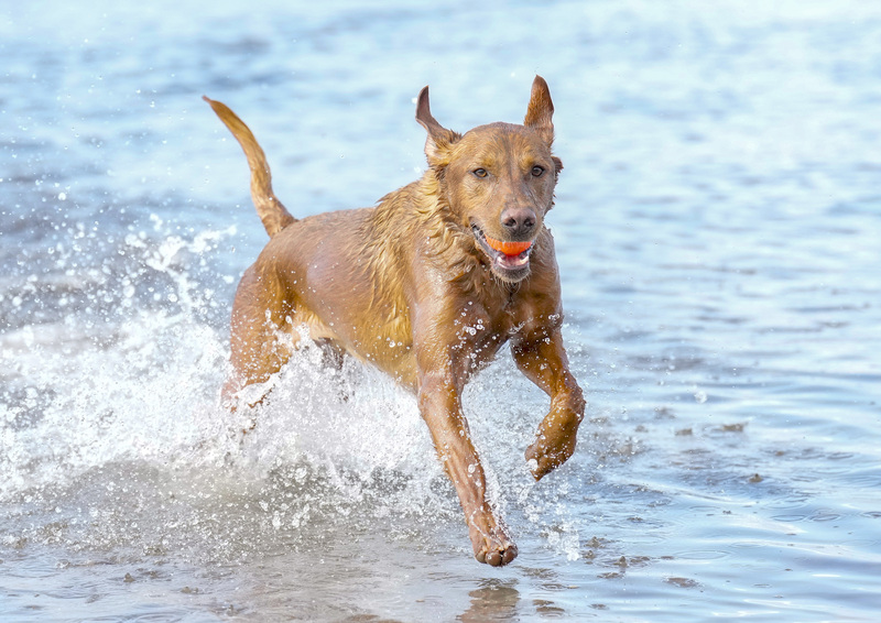 Dogs  Ogmore  004.jpg