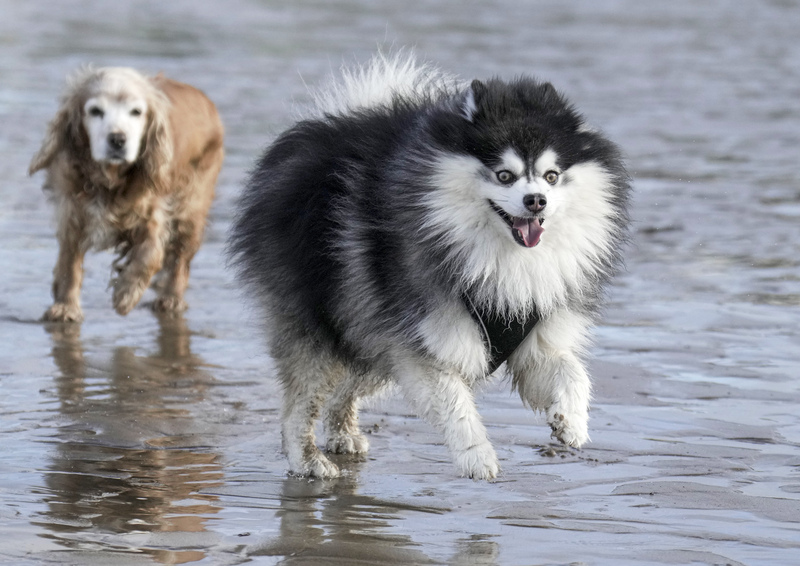 Dogs  Ogmore  005(1).jpg