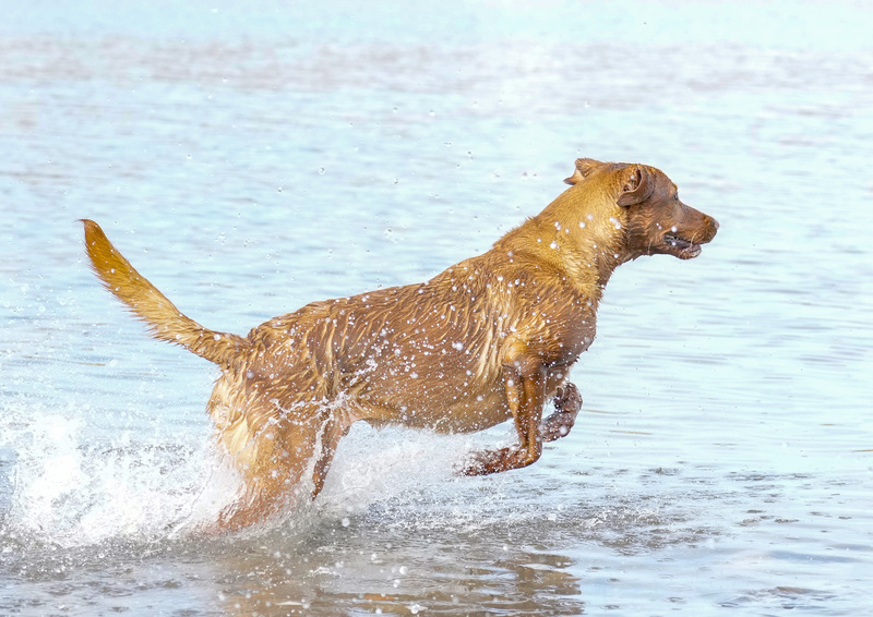 Dogs  Ogmore  005.jpg