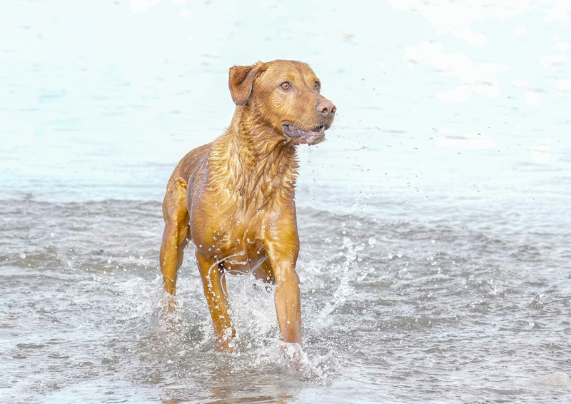 Dogs  Ogmore  006.jpg