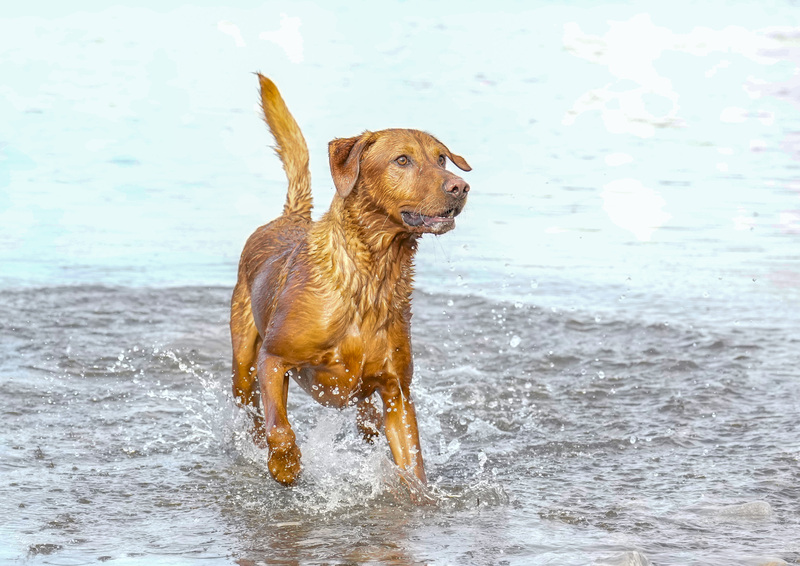 Dogs  Ogmore  007.jpg