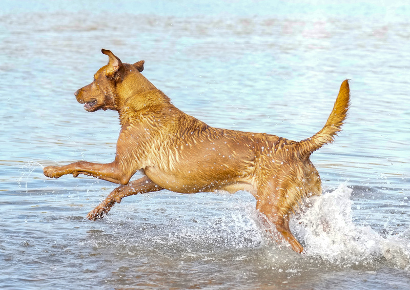 Dogs  Ogmore  008.jpg