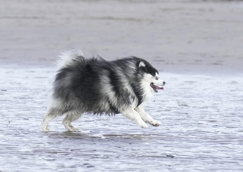 Dogs  Ogmore  009(1).jpg