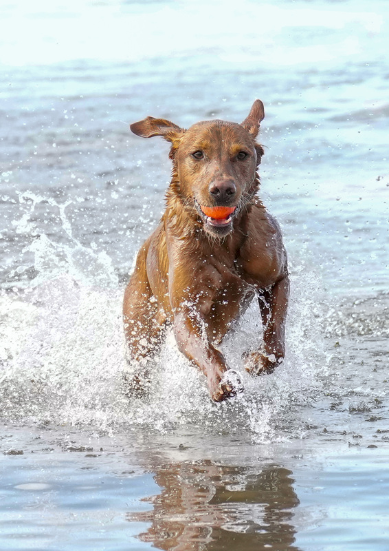 Dogs  Ogmore  009.jpg