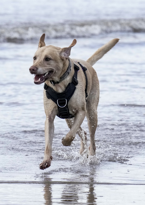 Dogs  Ogmore  010(1).jpg