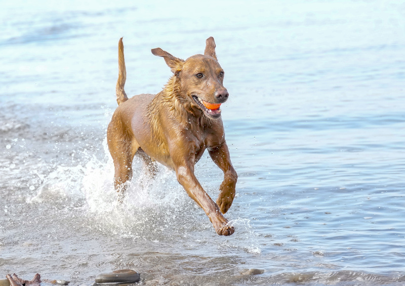 Dogs  Ogmore  010.jpg