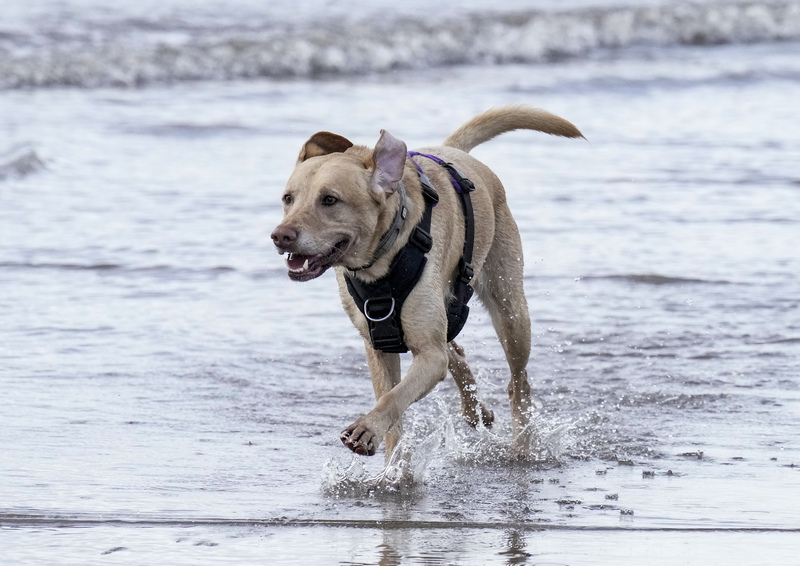 Dogs  Ogmore  011(1).jpg