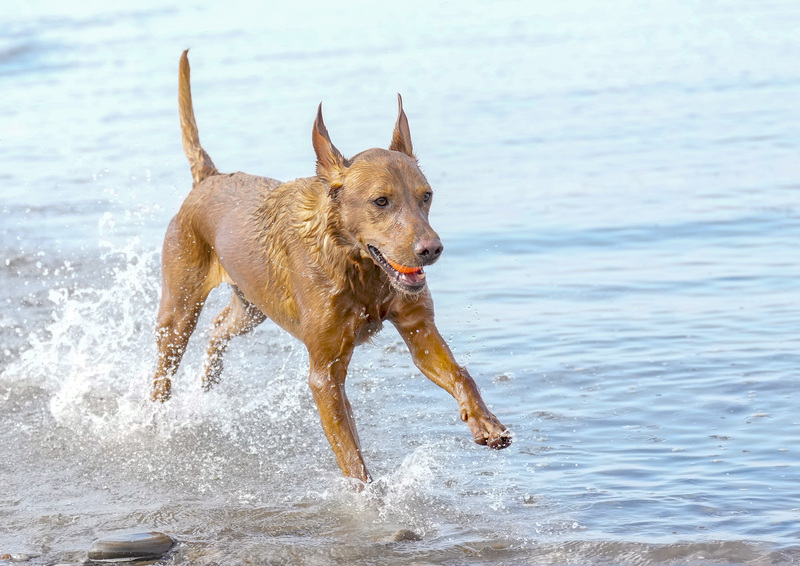 Dogs  Ogmore  011.jpg