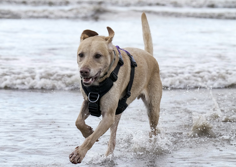 Dogs  Ogmore  012(1).jpg