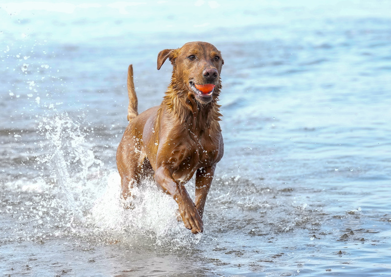 Dogs  Ogmore  012.jpg