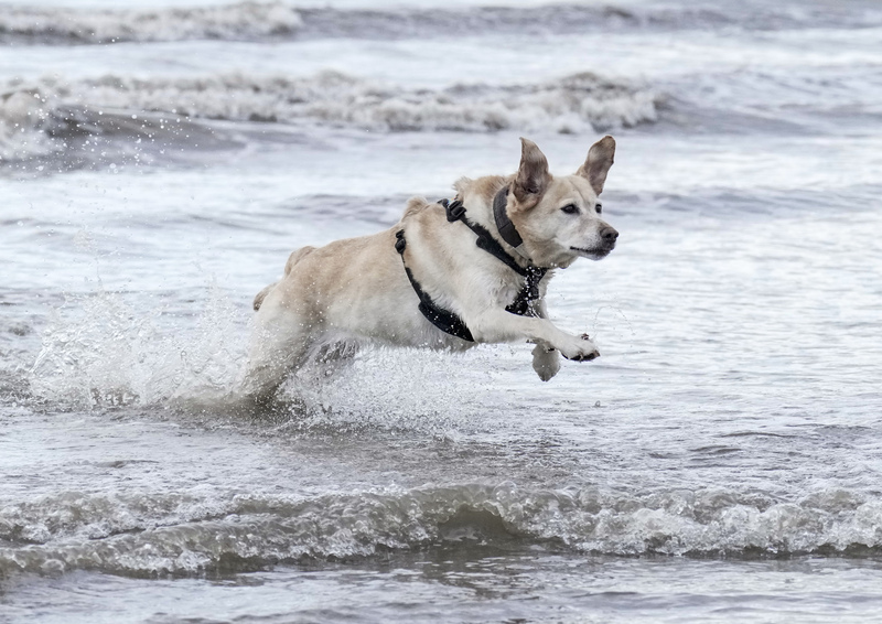 Dogs  Ogmore  013.jpg