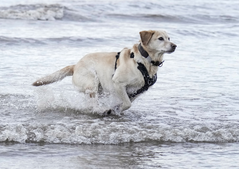 Dogs  Ogmore  014(1).jpg