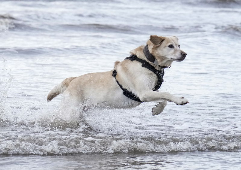 Dogs  Ogmore  015(1).jpg