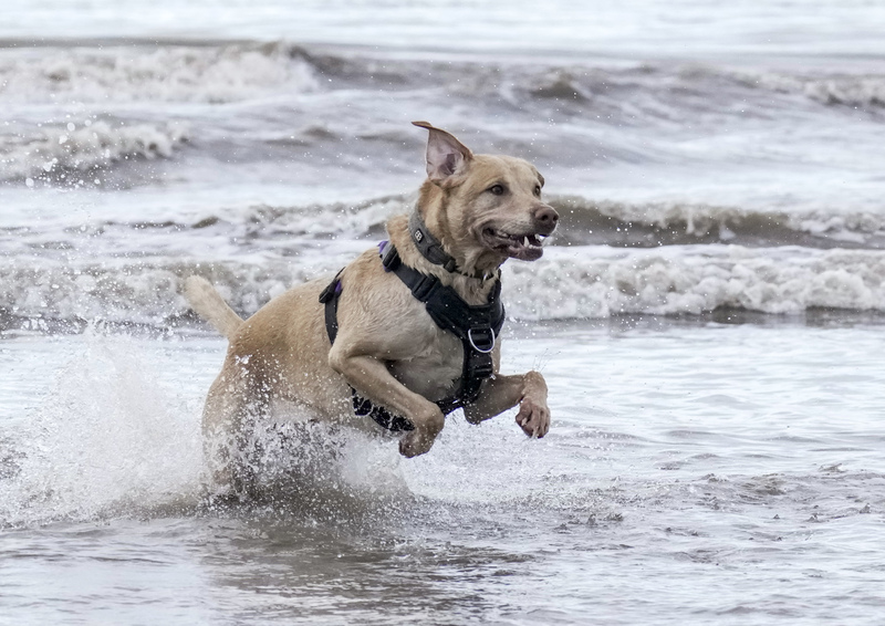 Dogs  Ogmore  016(1).jpg