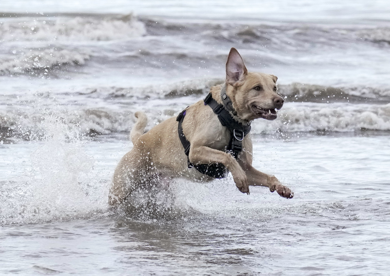 Dogs  Ogmore  017(1).jpg