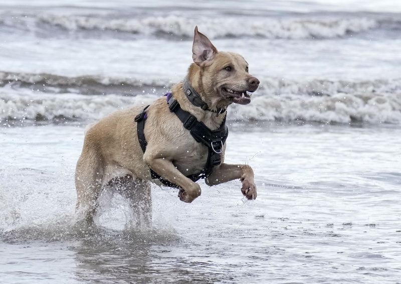 Dogs  Ogmore  018(1).jpg