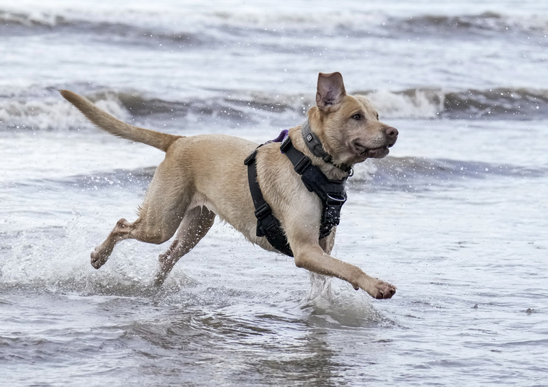 Dogs  Ogmore  019(1).jpg