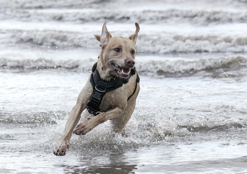 Dogs  Ogmore  020.jpg