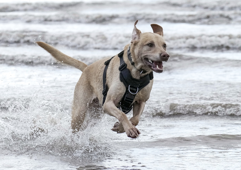 Dogs  Ogmore  021.jpg