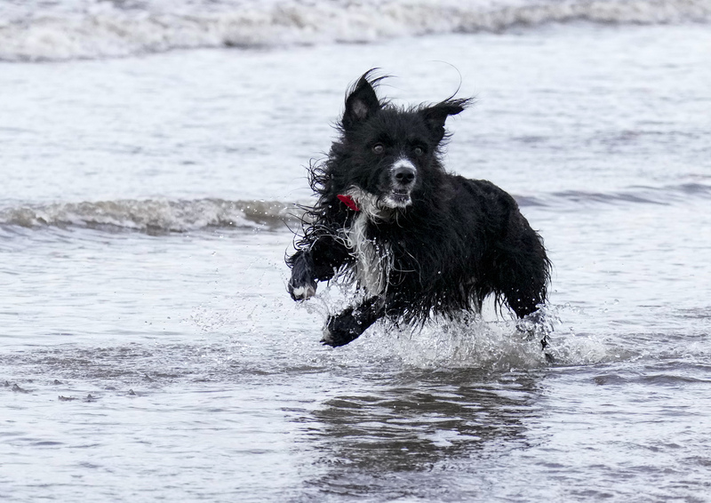 Dogs  Ogmore  022(1).jpg