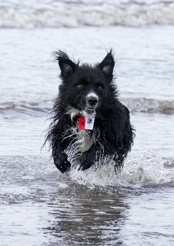 Dogs  Ogmore  023(1).jpg