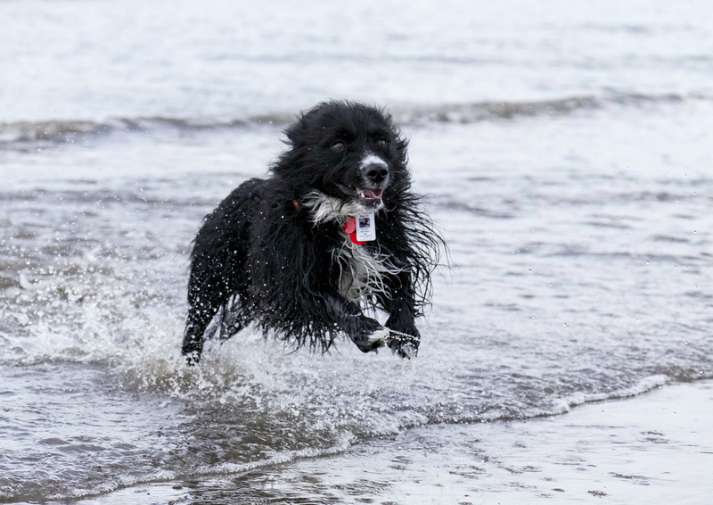 Dogs  Ogmore  024.jpg