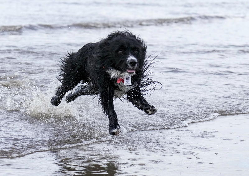 Dogs  Ogmore  025(1).jpg